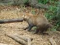 Bush Dog (2)